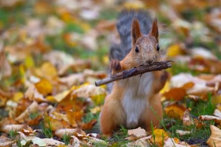 动物，啮齿动物，松鼠，性质，秋天，叶子，叶子，棍子