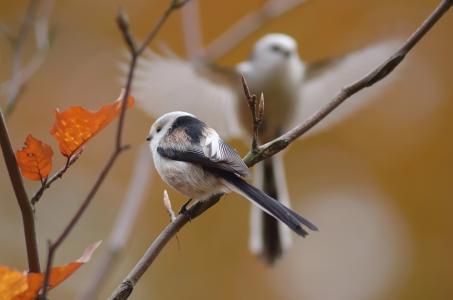 自然，秋天，树枝，世界鸟类，鸟，山雀，长尾山雀