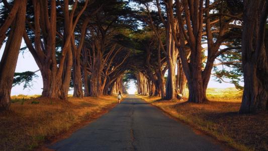 树木，大道，道路