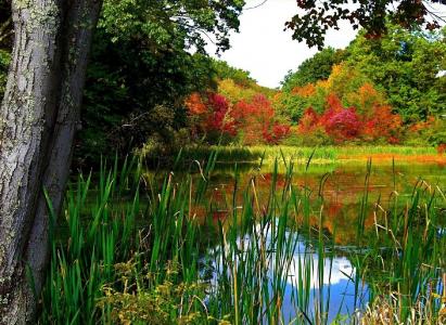 性质，秋季，池塘，美丽，公园，钓鱼