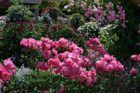 英国，玫瑰，灌木，粉红色，Rosemoor花园，鲜花