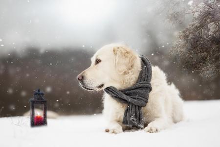 动物，狗，狗，猎犬，雪，冬天，围巾，灯笼，分支机构