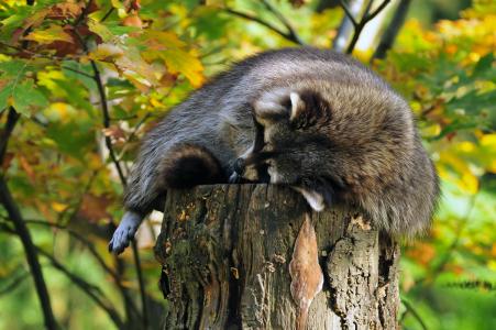 浣熊，树桩，树桩，睡觉，睡觉，休息