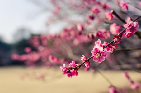 公园，粉红色，树，花，梅花，日本，分支机构
