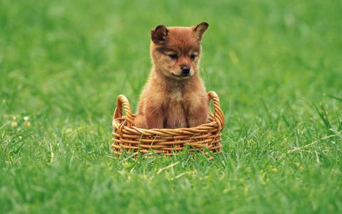 红色的狗，坐在一个篮子里，可爱的小脸