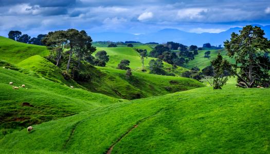 新西兰，景观，草地，树木，性质，夏天