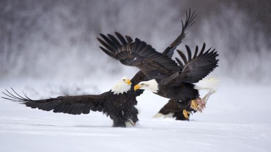 鹰，雪，美丽的翅膀