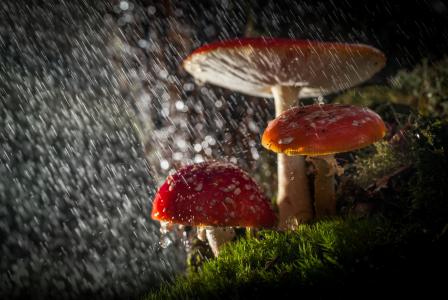 滴，蘑菇，雨，森林，性质，飞木耳，光，宏