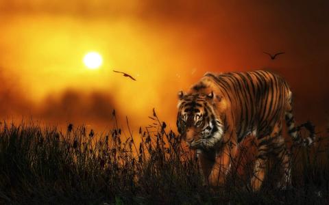 老虎，日落，天空，野生