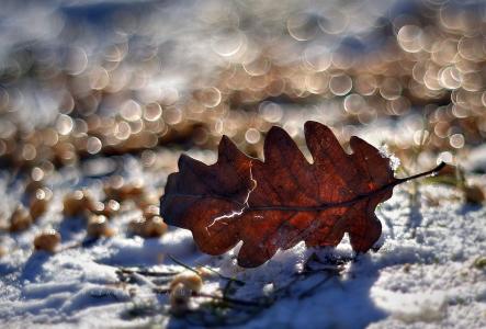 橡树叶，冬天，特写镜头