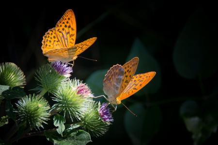 蝴蝶，性质，橙色，植物，黑色的背景