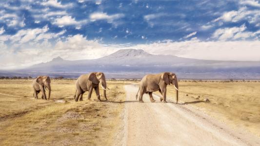 国家公园，安博塞利，肯尼亚，大象