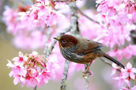 世界鸟类，自然，春天，开花