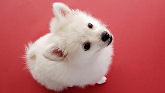 蓬松的肿块，甜美的小脸，白色的小狗