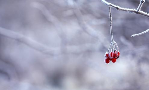 浆果，分支机构，红色，冬天，雪，白霜