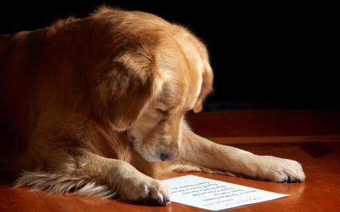 狗，读，纸，可爱