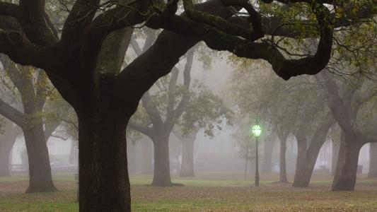 雾，城市，树木，灯笼