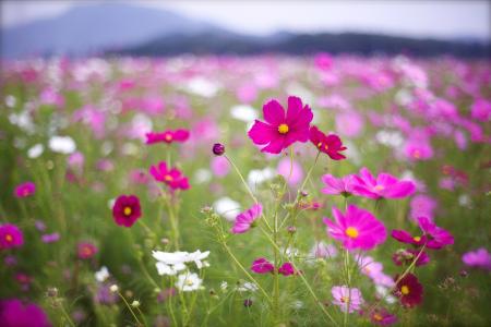 Cosmey，白色，花瓣，花朵，粉红色，覆盆子