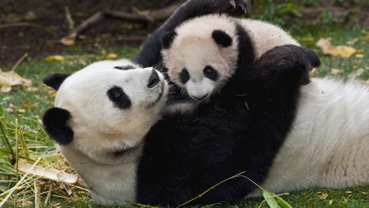 宝贝，熊猫，妈妈，宝贝