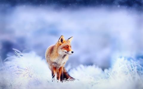 狐狸，狐狸，大自然，冬天，捕食者