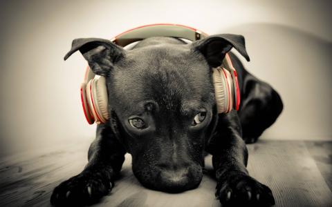 狗，小狗，看，耳机，音​​乐爱好者