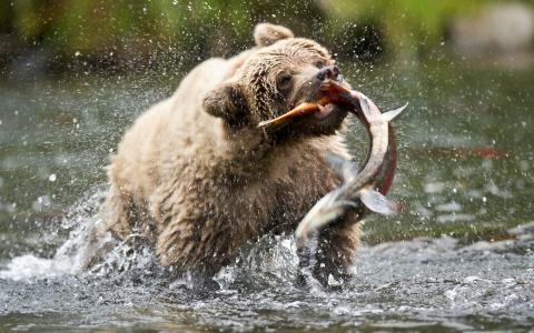 熊，狩猎，鱼，水，野生