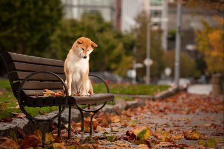 狗，秋天，长凳，叶子，美容，城市
