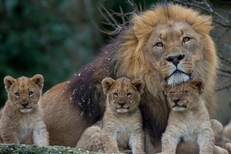 狮子，骄傲，狮子，家庭，掠食者