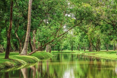 自然，池塘，河，树木