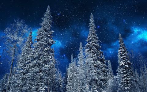 自然，冬天，雪，树，夜，天空，明星，自然，冬天，雪，树，冷杉，夜晚，天空，星星