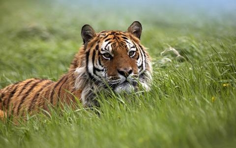 孟加拉虎，老虎，草，野生，大猫