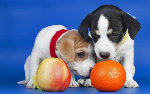 小狗，橙，苹果