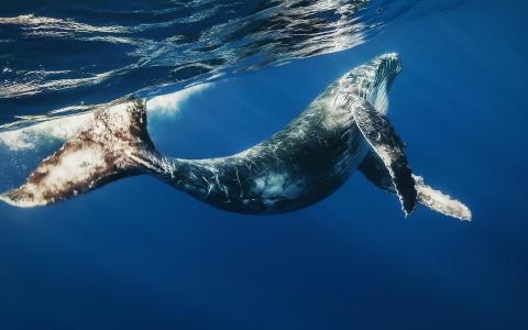 鲸鱼，鲸鱼，照片，水下