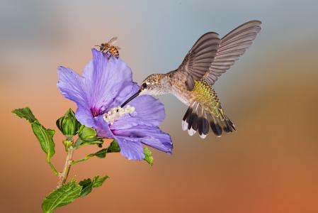 花，水，滴，蜜蜂，蜂鸟，飞行，鸟