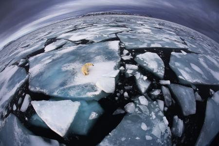 冬天，冰，海洋，寒冷，北极熊