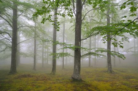 自然，树木，可能，森林，叶子，雾