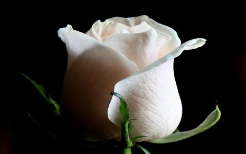 玫瑰，白色，背景，芽，奶油