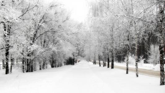 雪，树，冬天，性质