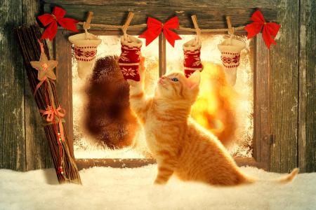 小猫，游戏，雪，新年，窗口，光，袜子，弓，心情，积极