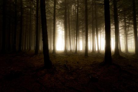 光，黑暗，树木，雾，阴霾，森林，性质