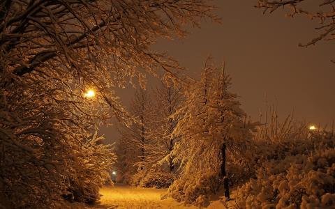 冬天，雪，树，灯塔，晚上