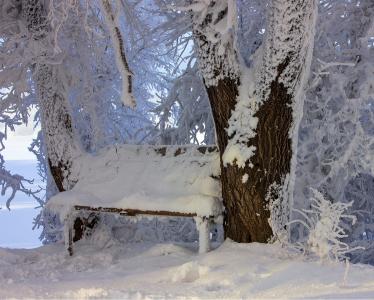冬天，长凳，雪，树，白霜