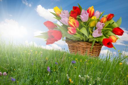 自然，春天，草，鲜花，篮子，郁金香