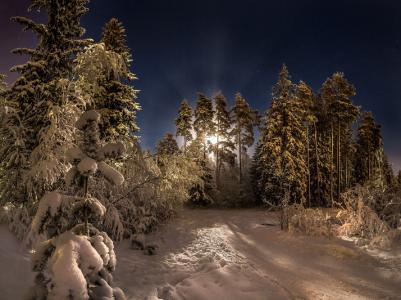 月亮光环，月亮，森林，松树，雪，夜，拉什科夫Fedor