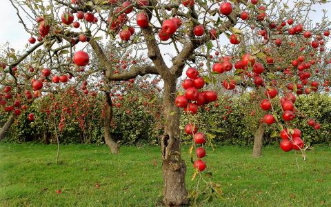 苹果树，苹果，秋天