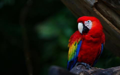 鸟，鹦鹉，金刚鹦鹉，颜色，明亮，羽毛，喙，鹦鹉，阿拉，颜色