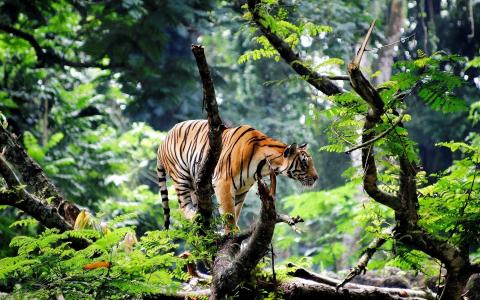 老虎，猫，捕食者，森林，美丽