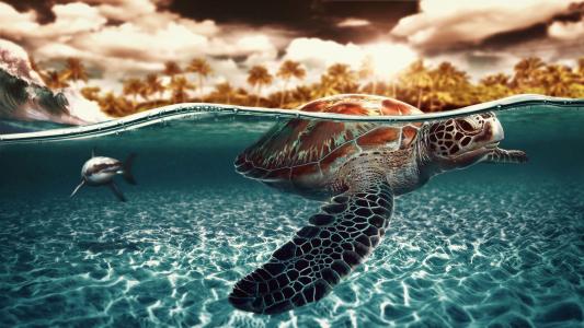 乌龟，鲨鱼，水下