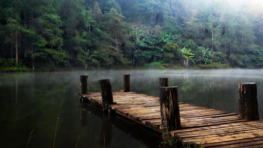 自然，森林，丛林，池塘，池塘，湖，桥，查看，雾，码头