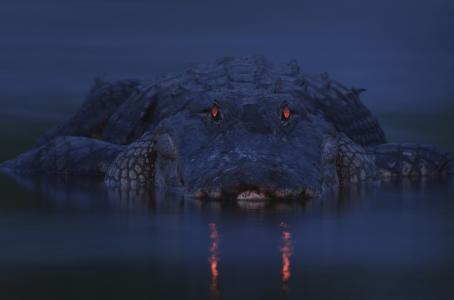 鳄鱼，捕食者，晚上，狩猎，自然，河，黑暗的背景